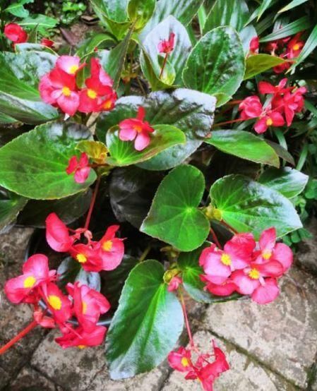  「呼呼」花期超长的6种花，颜色鲜艳又好养，天再冷也照样呼呼开！