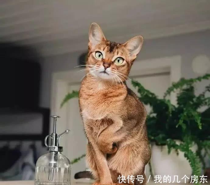 『价格』和这些猫比起来,布偶猫的价格,可真是亲民啊