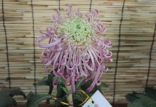  『系列』喜欢菊花，就养盆“盘龙系列菊花”盘龙梦娇，龙飞凤舞，灵动飘逸