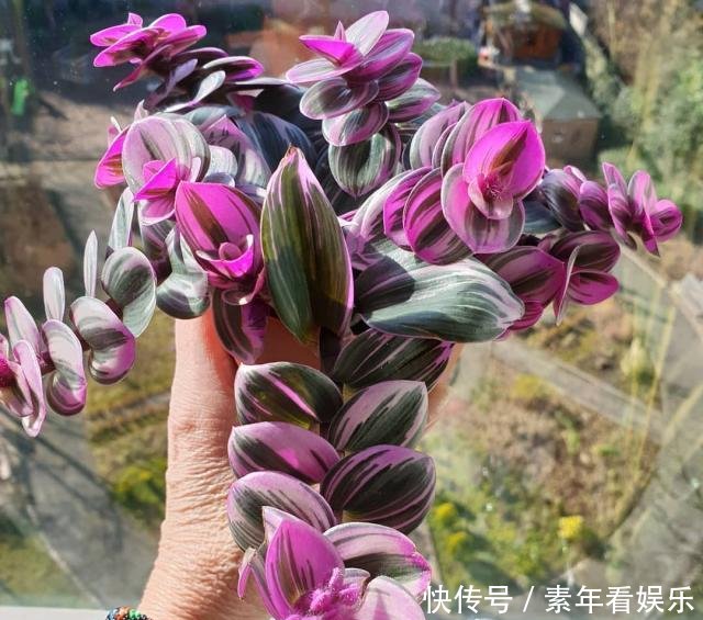 『真够』吊兰家族真够多,个个爆脾气,呼呼爆盆,披头散发颜值高