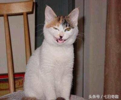 像崔永元的猫,像范冰冰的狐狸,像冯小刚的熊,网