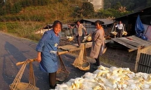  【试试】2020年！在农村养什么最赚钱？老农：试试这三个前景广阔的市场