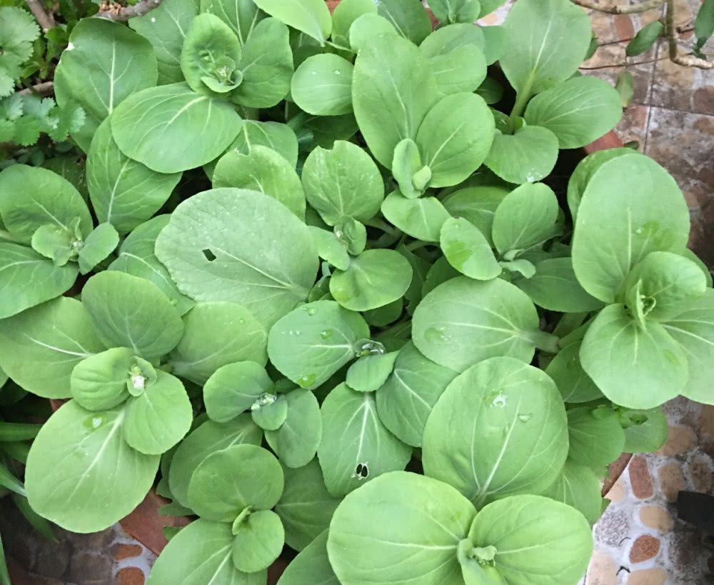  『记住』阳台种菜，记住“3点”，种什么都疯长，收获不错，够自己吃了