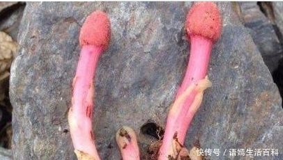 这种长在农村深山的植物，人称“儿子不离母”，另一个名字很文雅