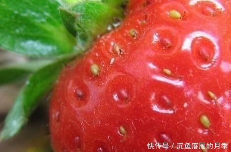 草莓■阳台上盆栽草莓,好吃好种又好看,结的果子四季吃不完!