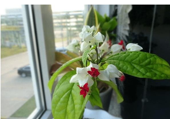  『有花赏』?盆栽新宠，花型奇特，漂亮又好养，家里种一棵，四季有花赏