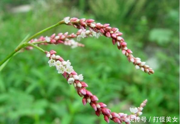  杂草■酸模见于路旁边，杂草挚爱体贴语