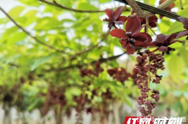  #肖世江#果树变盆栽 永顺灵溪镇八月瓜种出新“境界”