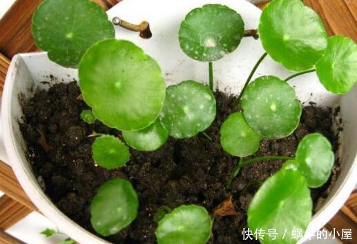  【寓意】春天养花添新株，当盆栽4种花卉，寓意好、株型美又好养活