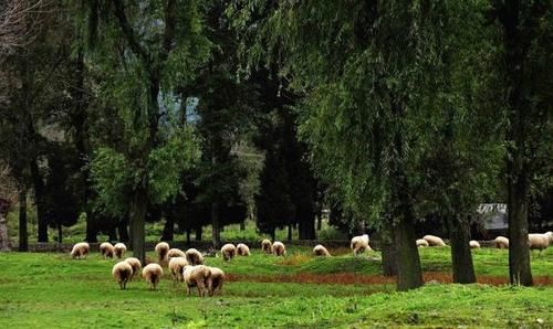  为饲料的养：农民未来养殖什么动物比较好？专家：养殖牛羊，鸡是大趋势少养猪