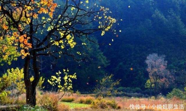 以“秋”为题，展开诗词比赛，请你当评委