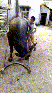  GIF：爆笑GIF：老婆总是这样梳头