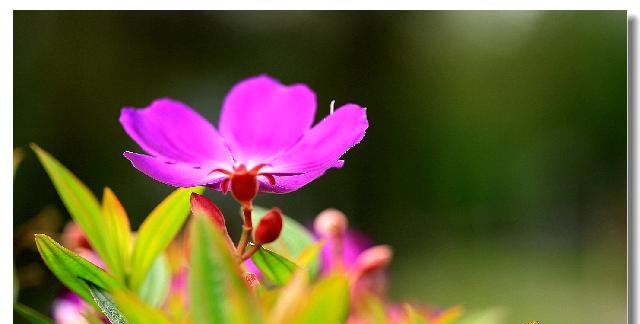  『扦插』新手养花，不如养盆“富贵之花”蒂牡花，美似舞者，色彩艳丽