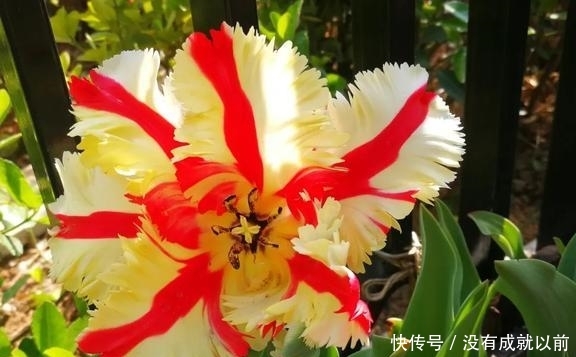  『福而摩沙』两年郁金香种植回顾