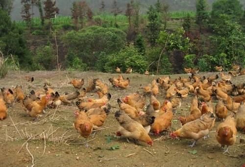回乡养土鸡挣不挣钱？这些因素是关键！