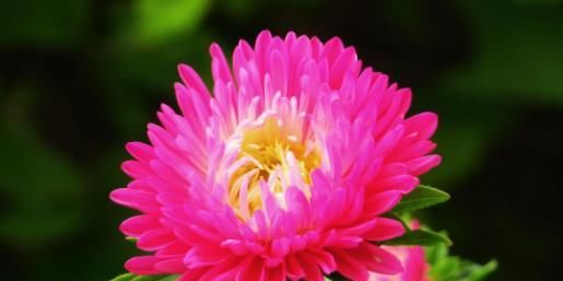  [花苞]阳台显得空荡荡？不如养这些菊花，浇点水花苞蹭蹭冒，晒晒变花海
