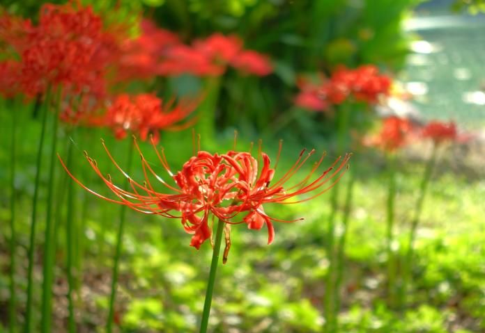  『喜欢温暖』5种花，好看又美丽，却是有毒的花，你认识吗？