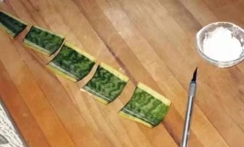  『路边』家里这4种花不用花钱买，在路边扯几片叶子，往土里一插就能养活