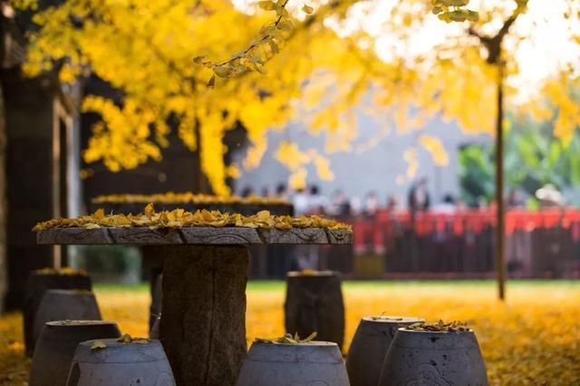 李世民种的银杏树火到国外,美了1400年!西安,火出圈了