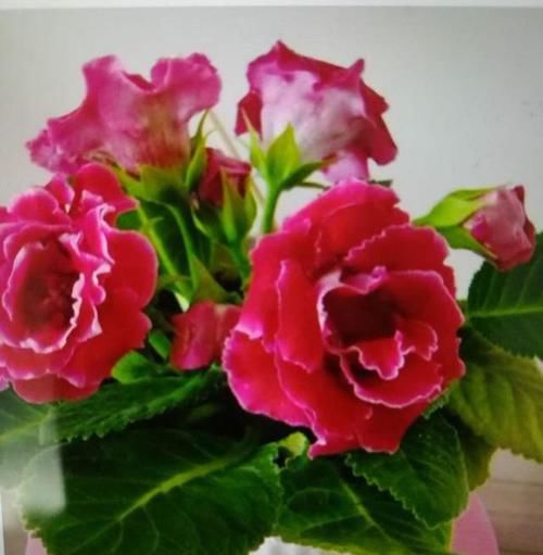  【地皮】一种草花“贴着地皮长”，叶子剁碎也发芽，又长出棵棵小牡丹