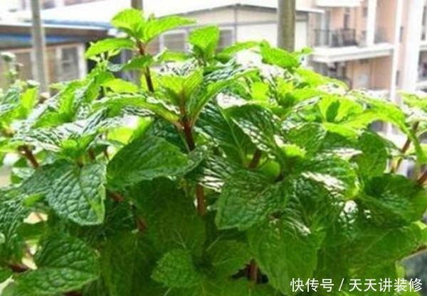  「蟹爪兰」适合养在卧室的4种植物，净化空气去异味，第三种还能帮助睡眠！