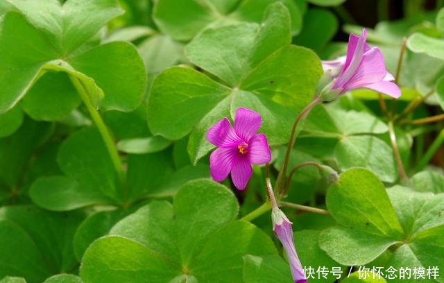 农村地头的常见野草,“清热解毒,消肿散疾”,酸酸的,您吃过吗