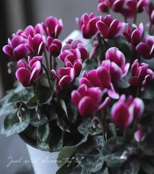  「挤满」花期超长的小兔子花，皮实好养，花朵挤满盆，开花一茬接一茬。