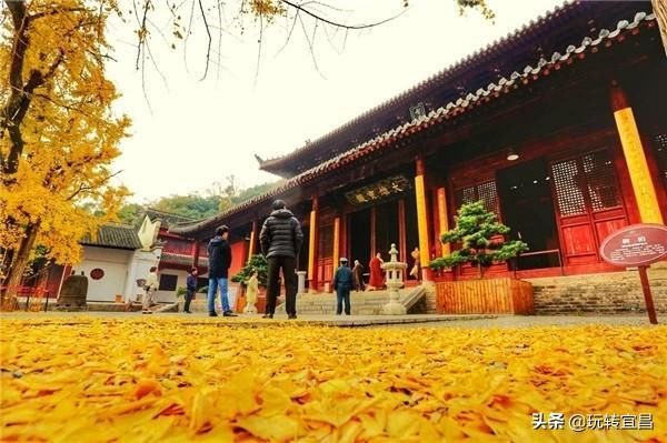 湖北当阳玉泉寺，千年银杏身“披”黄金甲