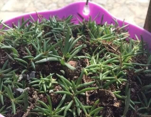  nbbe_2286新手学扦插,就选这几种花,捡根枝沾土就活,四季开花,次次爆盆