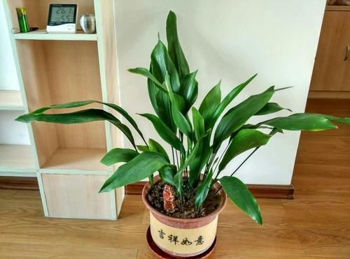  [生机]家里面植物叶片发黄？做好这几点，让其轻松恢复生机！