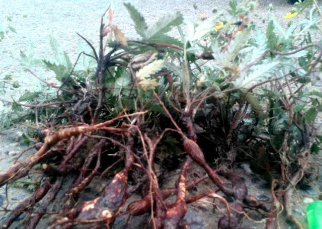  [鸡腿]人称“鸡腿儿”，价值堪比人参，1斤40元亩产1万元农民为