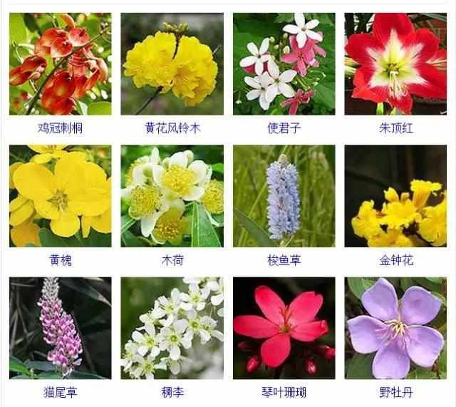  【品种】400种 · 观花植物品种大全，值得收藏