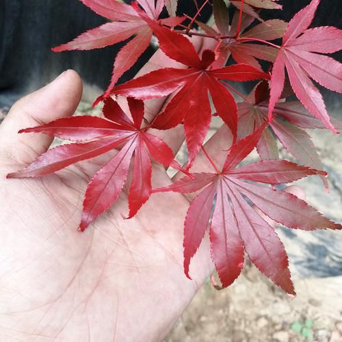  『盆栽』别再羡慕别人家的院子，自己学着种一些花草，来年别人也羡慕你