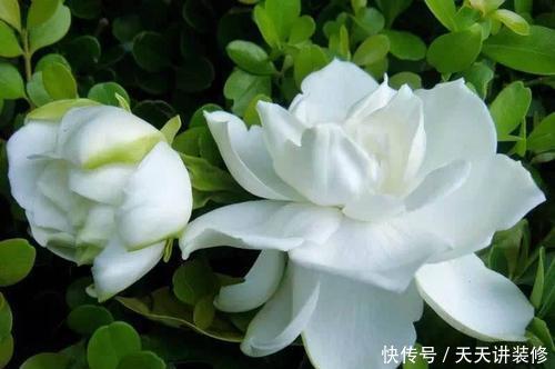 【油绿】最厉害的养花营养液:给栀子花喝一勺,四季油绿,猛长花苞