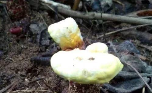 若有幸碰见这种野生物，请别踩它和挖走，价值不是一般高，要珍惜
