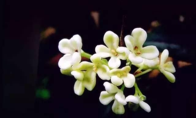  【花中】中国10大名花，哪个是你的最爱？