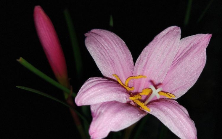  「春天」最适合春天种植的3种花,开花漂亮花量大,好养易活花期长