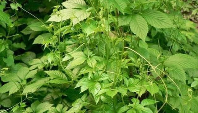  害草|常被当成害草除掉，却有人大量种植，农民数叶子论价