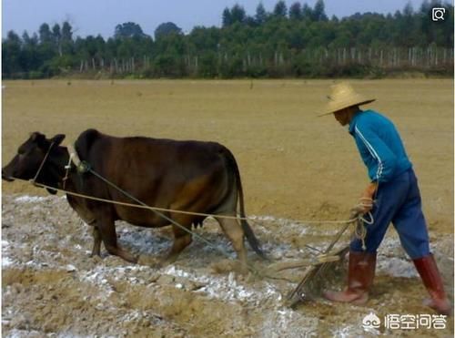  「道理」农村俗语：“正月的猪，五月的牛”，为啥要这么说呢？