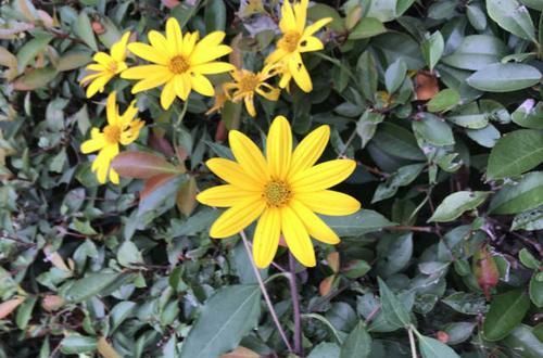 #芋头#这植物上面开灿烂菊花,下面结出大块芋头,谁看了都觉得难以置信