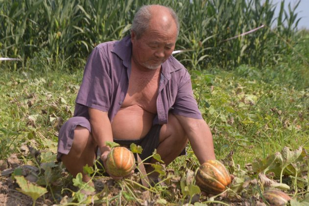  [品种]农村老大爷种植一种甜瓜，品种稀罕濒临灭绝，老人们最喜