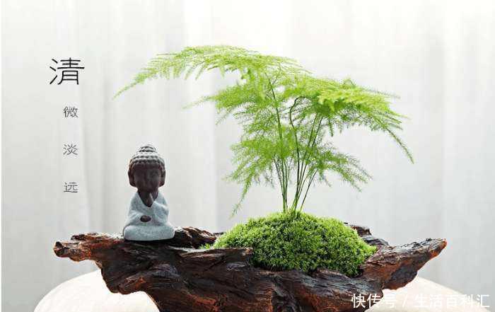『身体』家里万万要养这几种植物,聪明人都懂,难怪家人身体越住越健康