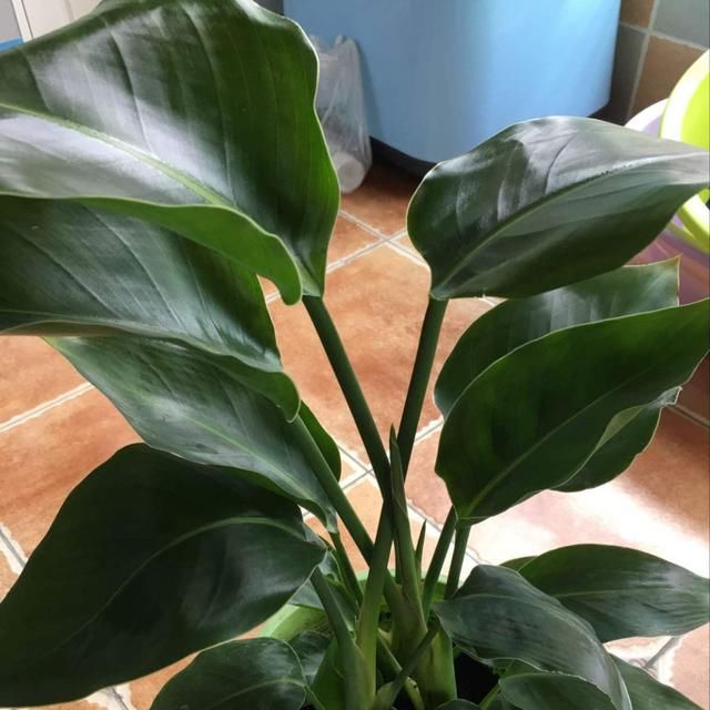  仙鹤：普通花看腻了，不如养盆“仙鹤花”，姿态富贵花型奇特！