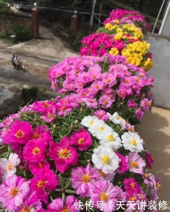  [图片作者]15种超级好养的花，不死鸟居然不是第一，“养花杀手”们试一试吧