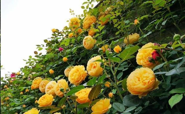  [发芽]月季花发芽长叶后不久就死了?教你一招避免“假活”!~