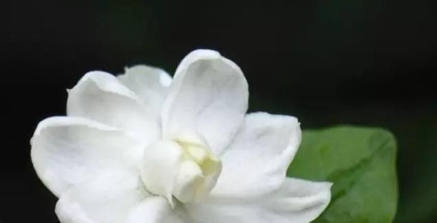  『栀子花』夏季养这两种花，发芽生根泡泡水就能行，开花味还香！