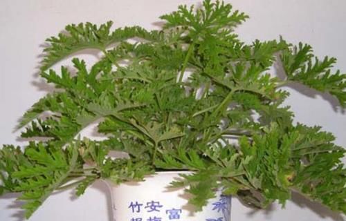 『薄荷』这3种花杀“病菌”,家里放几盆老人小孩不易生病,聪明人养很多