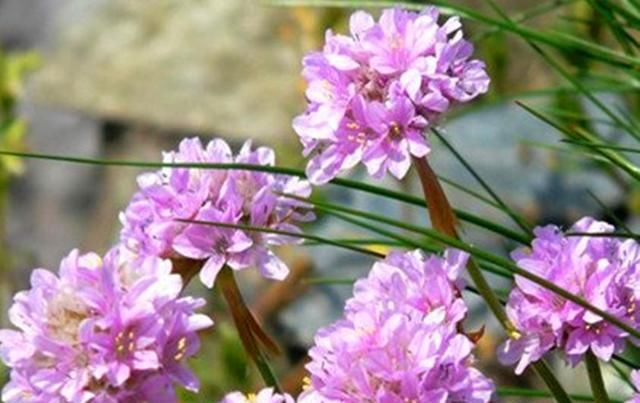  『海石竹浇水』美如桃花钗的海石竹,可以连续开花几个月,浇水要注意两个问题