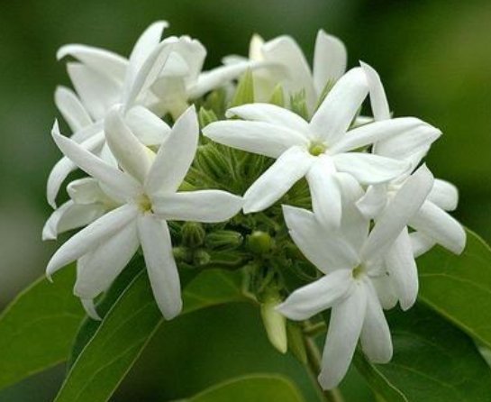  开如：这几款爬藤花，种在小院里，一条藤上千朵花，墙面花开如瀑布