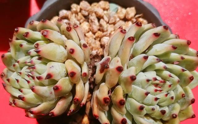  用药物治疗|不用药治疗多肉病虫害，会更好地保护肉肉，不让叶片受到伤害